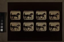 Animal Locomotion (Man In Horse-Drawn Cart), Printed 1881. Creator: Eadweard J Muybridge
