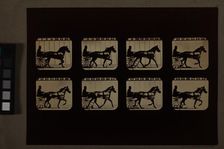 Animal Locomotion (Man In Horse-Drawn Cart), Printed 1881. Creator: Eadweard J Muybridge