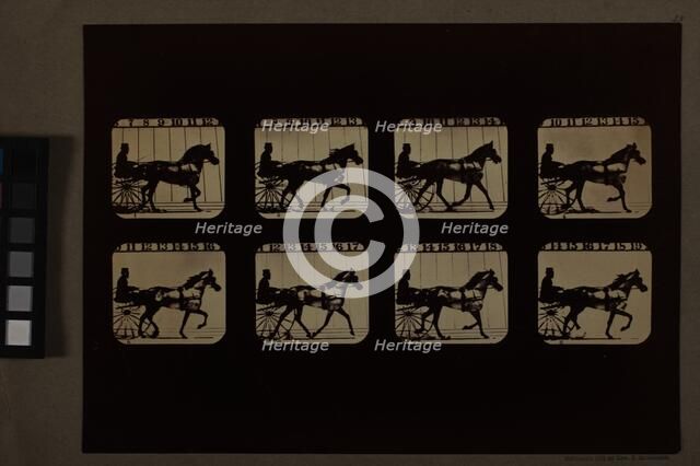 Animal Locomotion (Man In Horse-Drawn Cart), Printed 1881. Creator: Eadweard J Muybridge.