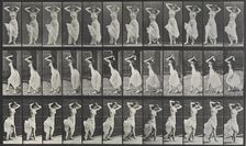 Animal Locomotion Plate 190, 1887. Creator: Muybridge, Eadweard (1830-1904)