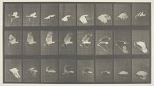 Animal Locomotion, Plate 758, 1887. Creator: Eadweard J Muybridge