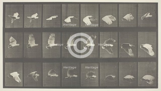 Animal Locomotion, Plate 758, 1887. Creator: Eadweard J Muybridge.