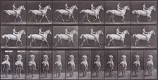 Animal Locomotion, Printed 1887. Creator: Eadweard J Muybridge