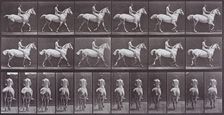 Animal Locomotion, Printed 1887. Creator: Eadweard J Muybridge