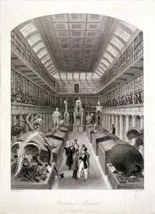 Animal skeletons at the Hunterian Museum, Lincoln's Inn Fields, Holborn, London, c1820. Artist: E Radclyffe