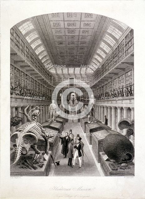Animal skeletons at the Hunterian Museum, Lincoln's Inn Fields, Holborn, London, c1820. Artist: E Radclyffe