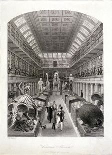 Animal skeletons at the Hunterian Museum, Lincoln's Inn Fields, Holborn, London, c1820. Artist: E Radclyffe