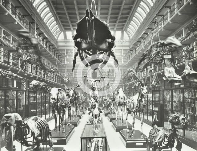 Animal skeletons at the Royal College of Surgeons, Westminster, London, 1911. Artist: Unknown.