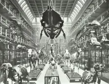 Animal skeletons at the Royal College of Surgeons, Westminster, London, 1911