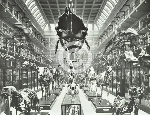 Animal skeletons at the Royal College of Surgeons, Westminster, London, 1911. Artist: Unknown.