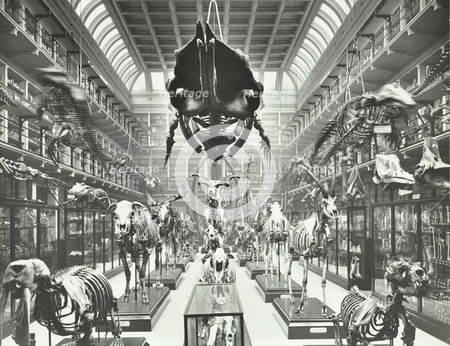 Animal skeletons at the Royal College of Surgeons, Westminster, London, 1911. Artist: Unknown.