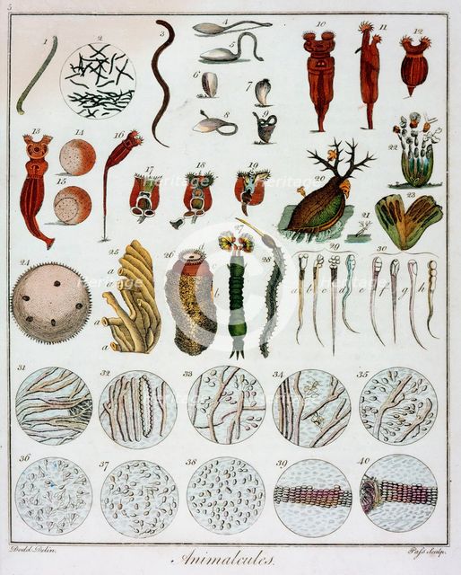 'Animalcules' observed by Anton van Leeuwenhoek, c1795. Artist: Unknown