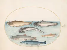 Animalia Aqvatilia et Cochiliata (Aqva): Plate V, c. 1575/1580. Creator: Joris Hoefnagel