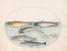 Animalia Aqvatilia et Cochiliata (Aqva): Plate V, c. 1575/1580. Creator: Joris Hoefnagel
