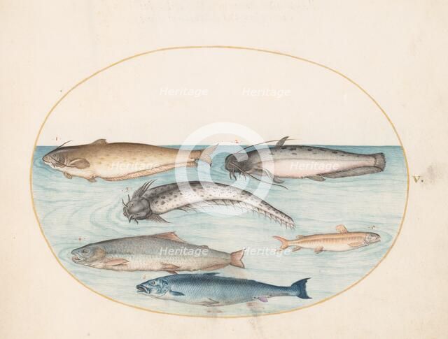 Animalia Aqvatilia et Cochiliata (Aqva): Plate V, c. 1575/1580. Creator: Joris Hoefnagel.