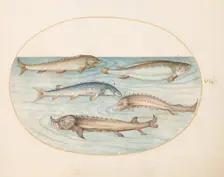 Animalia Aqvatilia et Cochiliata (Aqva): Plate VI, c. 1575/1580. Creator: Joris Hoefnagel