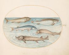 Animalia Aqvatilia et Cochiliata (Aqva): Plate VI, c. 1575/1580. Creator: Joris Hoefnagel