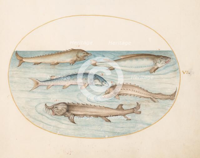 Animalia Aqvatilia et Cochiliata (Aqva): Plate VI, c. 1575/1580. Creator: Joris Hoefnagel.