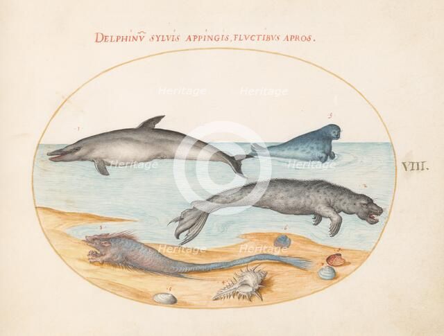 Animalia Aqvatilia et Cochiliata (Aqva): Plate VIII, c. 1575/1580. Creator: Joris Hoefnagel.