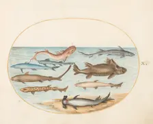 Animalia Aqvatilia et Cochiliata (Aqva): Plate X, c. 1575/1580. Creator: Joris Hoefnagel