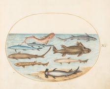 Animalia Aqvatilia et Cochiliata (Aqva): Plate X, c. 1575/1580. Creator: Joris Hoefnagel