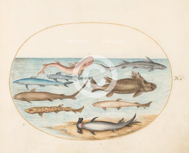 Animalia Aqvatilia et Cochiliata (Aqva): Plate X, c. 1575/1580. Creator: Joris Hoefnagel.