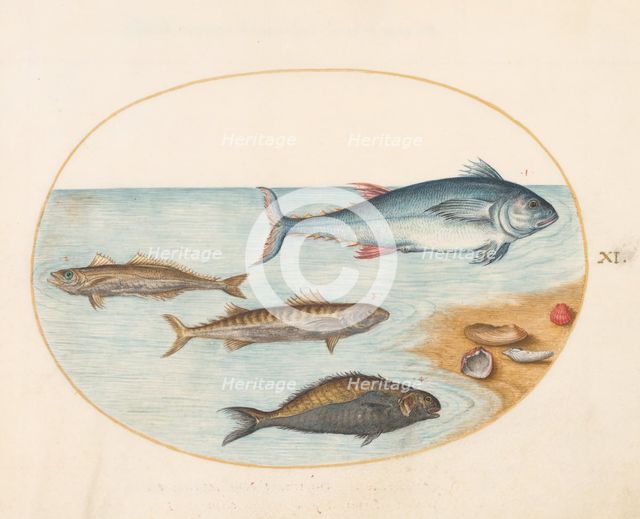 Animalia Aqvatilia et Cochiliata (Aqva): Plate XI, c. 1575/1580. Creator: Joris Hoefnagel.