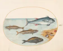 Animalia Aqvatilia et Cochiliata (Aqva): Plate XI, c. 1575/1580. Creator: Joris Hoefnagel
