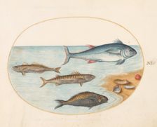 Animalia Aqvatilia et Cochiliata (Aqva): Plate XI, c. 1575/1580. Creator: Joris Hoefnagel