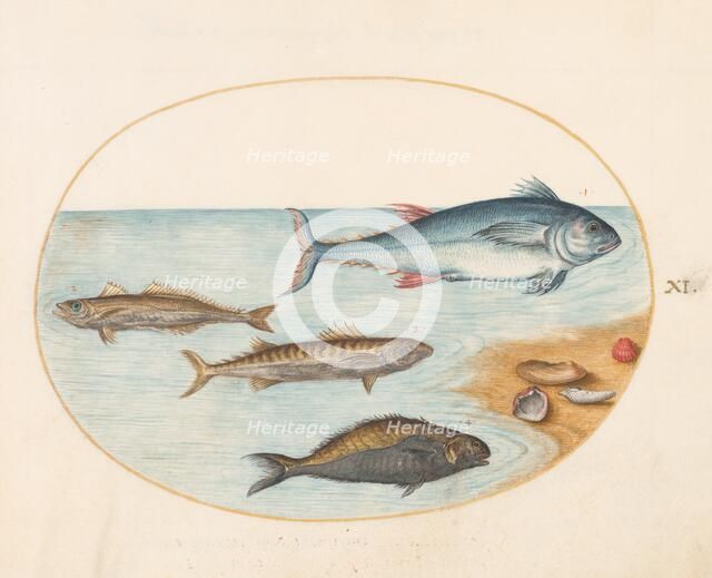 Animalia Aqvatilia et Cochiliata (Aqva): Plate XI, c. 1575/1580. Creator: Joris Hoefnagel.