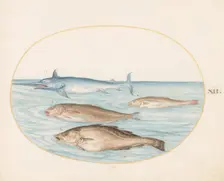 Animalia Aqvatilia et Cochiliata (Aqva): Plate XII, c. 1575/1580. Creator: Joris Hoefnagel