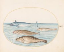 Animalia Aqvatilia et Cochiliata (Aqva): Plate XII, c. 1575/1580. Creator: Joris Hoefnagel