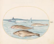 Animalia Aqvatilia et Cochiliata (Aqva): Plate XII, c. 1575/1580. Creator: Joris Hoefnagel