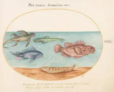 Animalia Aqvatilia et Cochiliata (Aqva): Plate XIV, c. 1575/1580. Creator: Joris Hoefnagel