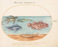 Animalia Aqvatilia et Cochiliata (Aqva): Plate XIV, c. 1575/1580. Creator: Joris Hoefnagel