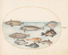 Animalia Aqvatilia et Cochiliata (Aqva): Plate XIX, c. 1575/1580. Creator: Joris Hoefnagel