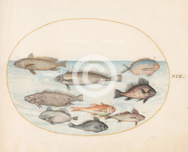 Animalia Aqvatilia et Cochiliata (Aqva): Plate XIX, c. 1575/1580. Creator: Joris Hoefnagel.