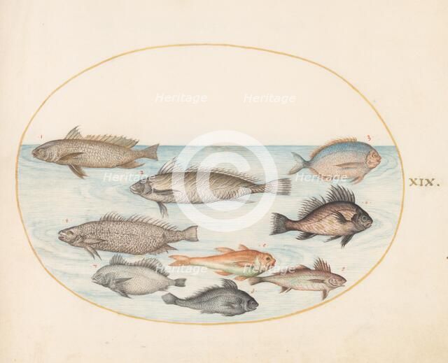 Animalia Aqvatilia et Cochiliata (Aqva): Plate XIX, c. 1575/1580. Creator: Joris Hoefnagel.