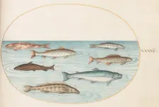 Animalia Aqvatilia et Cochiliata (Aqva): Plate XL, c. 1575/1580. Creator: Joris Hoefnagel