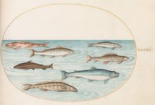 Animalia Aqvatilia et Cochiliata (Aqva): Plate XL, c. 1575/1580. Creator: Joris Hoefnagel