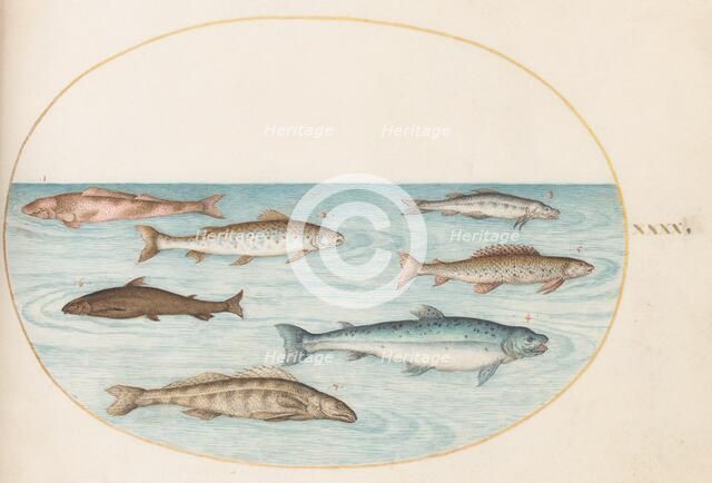 Animalia Aqvatilia et Cochiliata (Aqva): Plate XL, c. 1575/1580. Creator: Joris Hoefnagel.