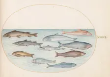 Animalia Aqvatilia et Cochiliata (Aqva): Plate XLI, c. 1575/1580. Creator: Joris Hoefnagel