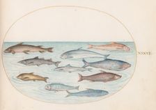 Animalia Aqvatilia et Cochiliata (Aqva): Plate XLI, c. 1575/1580. Creator: Joris Hoefnagel