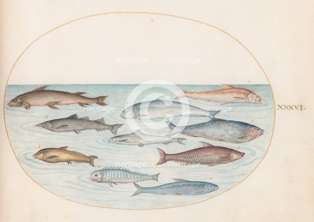 Animalia Aqvatilia et Cochiliata (Aqva): Plate XLI, c. 1575/1580. Creator: Joris Hoefnagel.
