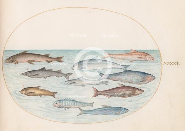 Animalia Aqvatilia et Cochiliata (Aqva): Plate XLI, c. 1575/1580. Creator: Joris Hoefnagel.