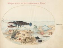 Animalia Aqvatilia et Cochiliata (Aqva): Plate XLIV, c. 1575/1580. Creator: Joris Hoefnagel