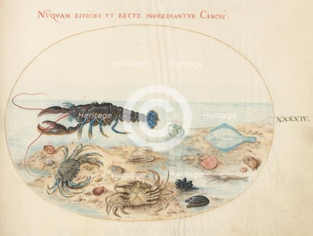 Animalia Aqvatilia et Cochiliata (Aqva): Plate XLIV, c. 1575/1580. Creator: Joris Hoefnagel.