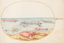 Animalia Aqvatilia et Cochiliata (Aqva): Plate XLIX, c. 1575/1580. Creator: Joris Hoefnagel