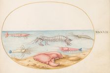 Animalia Aqvatilia et Cochiliata (Aqva): Plate XLIX, c. 1575/1580. Creator: Joris Hoefnagel