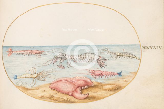 Animalia Aqvatilia et Cochiliata (Aqva): Plate XLIX, c. 1575/1580. Creator: Joris Hoefnagel.